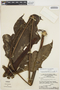 Anthurium clavigerum Poepp., BRAZIL, P. J. M. Maas P12878, F