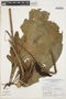 Anthurium clavigerum Poepp., BRAZIL, G. T. Prance 11975, F