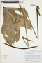 Anthurium clavigerum Poepp., BRAZIL, R. de Mello-Silva 2211, F