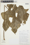 Anthurium clavigerum Poepp., BOLIVIA, T. B. Croat 84510, F