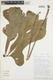 Anthurium clavigerum Poepp., BOLIVIA, T. B. Croat 84510, F