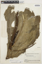 Anthurium clavigerum Poepp., BOLIVIA, B. A. Krukoff 10478, F