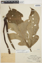 Anthurium clavigerum Poepp., PERU, Ll. Williams 4630, F