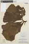 Anthurium clavigerum Poepp., BRAZIL, G. T. Prance 15372, F