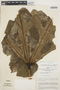 Anthurium clavigerum Poepp., PERU, J. Schunke Vigo 1577, F