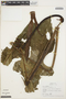 Anthurium clavigerum Poepp., PERU, T. B. Croat 19506, F