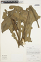 Anthurium clavigerum Poepp., PERU, P. J. Barbour 4773, F