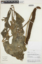 Anthurium clavigerum Poepp., PERU, V. Quipuscoa S. 2276, F