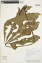 Anthurium clavigerum Poepp., PERU, M. E. Timaná 2123, F