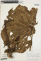 Anthurium clavigerum Poepp., PERU, J. C. Solomon 3427, F