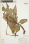 Anthurium clavigerum Poepp., PERU, J. Revilla 1043, F