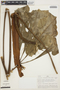 Anthurium clavigerum Poepp., PERU, A. H. Gentry 20793, F