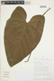 Anthurium consimile Schott, PERU, T. B. Croat 82000, F