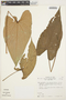 Anthurium corallinum Poepp., PERU, T. C. Plowman 11640C, F