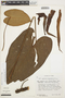 Anthurium corallinum Poepp., PERU, T. C. Plowman 7567, F
