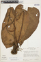 Anthurium corallinum Poepp., PERU, T. C. Plowman 11635, F