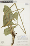 Anthurium croatii Madison, Peru, T. C. Plowman 11549, F