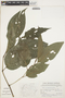 Piper crassinervium Kunth, BRAZIL, J. C. Lindeman 713, F