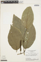Piper crassinervium Kunth, BRAZIL, H. S. Irwin 25192, F