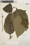 Piper crassinervium Kunth, Peru, J. Schunke Vigo 2342, F