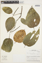 Piper crassinervium Kunth, Peru, M. O. Dillon 6319, F