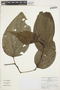 Piper crassinervium Kunth, COLOMBIA, F. Alzate 2087, F