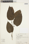 Piper crassinervium Kunth, BRAZIL, 54728, F