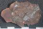 2018 Konecny Paleobotany fossil specimen Neuropteris plicata