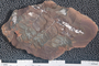 2018 Konecny Paleobotany fossil specimen Neuropteris plicata