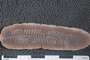 2018 Konecny Paleobotany fossil specimen Crenulopteris acadica