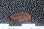 PP 58147 C