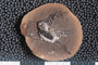 2018 Konecny Paleobotany fossil specimen Cormophyton mazonensis