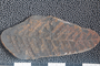 2018 Konecny Paleobotany fossil specimen Mariopteris nervosa