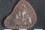 2018 Konecny Paleobotany fossil specimen Reticulopteris muensterii