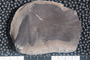 2018 Konecny Paleobotany fossil specimen Neuropteris sp.