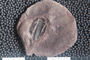 2018 Konecny Paleobotany fossil specimen Rhabdocarpus cf. mansfieldii