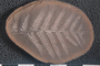 PP 58268 A