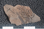 2018 Konecny Paleobotany fossil specimen Eusphenopteris rotundiloba