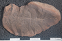 2018 Konecny Paleobotany fossil specimen Linopteris rubella