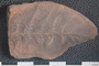 2018 Konecny Paleobotany fossil specimen Linopteris rubella
