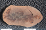 2018 Konecny Paleobotany fossil specimen Mariopteris anthrapolis