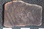 2018 Konecny Paleobotany fossil specimen Senftenbergia plumosa