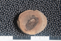2018 Konecny Paleobotany fossil specimen Holcospermum sulcatum