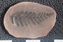 2018 Konecny Paleobotany fossil specimen Neuropteris tenuifolia