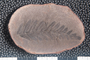 2018 Konecny Paleobotany fossil specimen Neuropteris tenuifolia