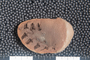2018 Konecny Paleobotany fossil specimen Crossotheca sagittata