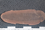 2018 Konecny Paleobotany fossil specimen
