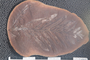 2018 Konecny Paleobotany fossil specimen Alethopteris serlii
