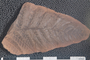 2018 Konecny Paleobotany fossil specimen Neuropteris ovata