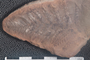 2018 Konecny Paleobotany fossil specimen Neuropteris ovata